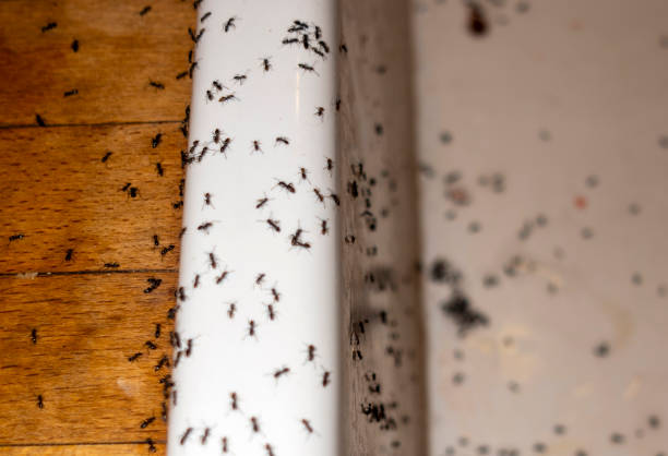 Flea Control Services in Effort, PA