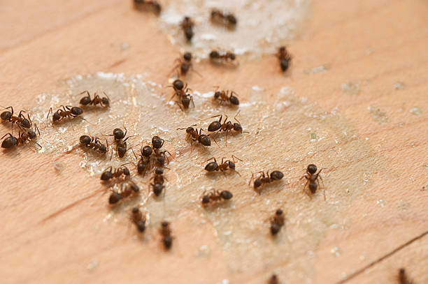 Best Best Pest Control Companies  in Effort, PA