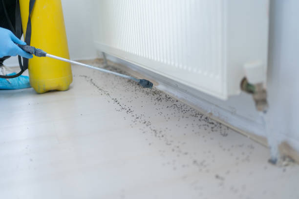 Best Wasp Removal Services  in Effort, PA